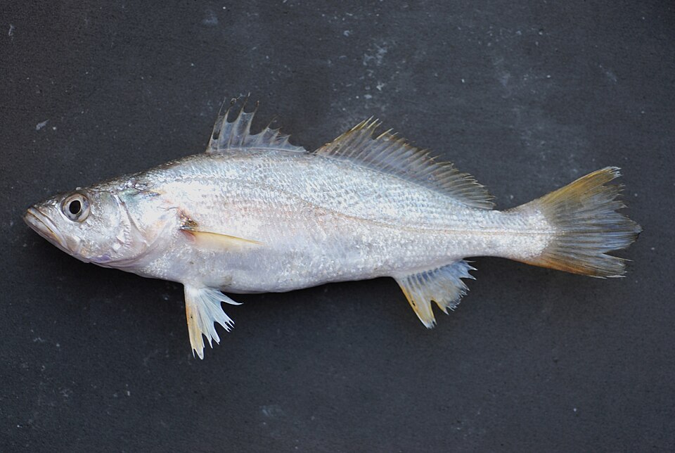 ภาพ ปลาจวดพื้นทราย (Cynoscion arenarius)