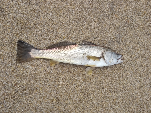 ภาพ ปลาจวดลายเส้น (Cynoscion guatucupa)