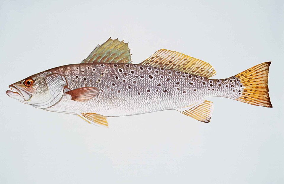 ภาพ ปลาจวด nebulosus (Cynoscion nebulosus)