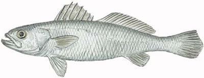 ภาพ ปลาจวด nothus (Cynoscion nothus)