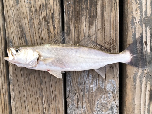 ภาพ ปลาจวด parvipinnis (Cynoscion parvipinnis)