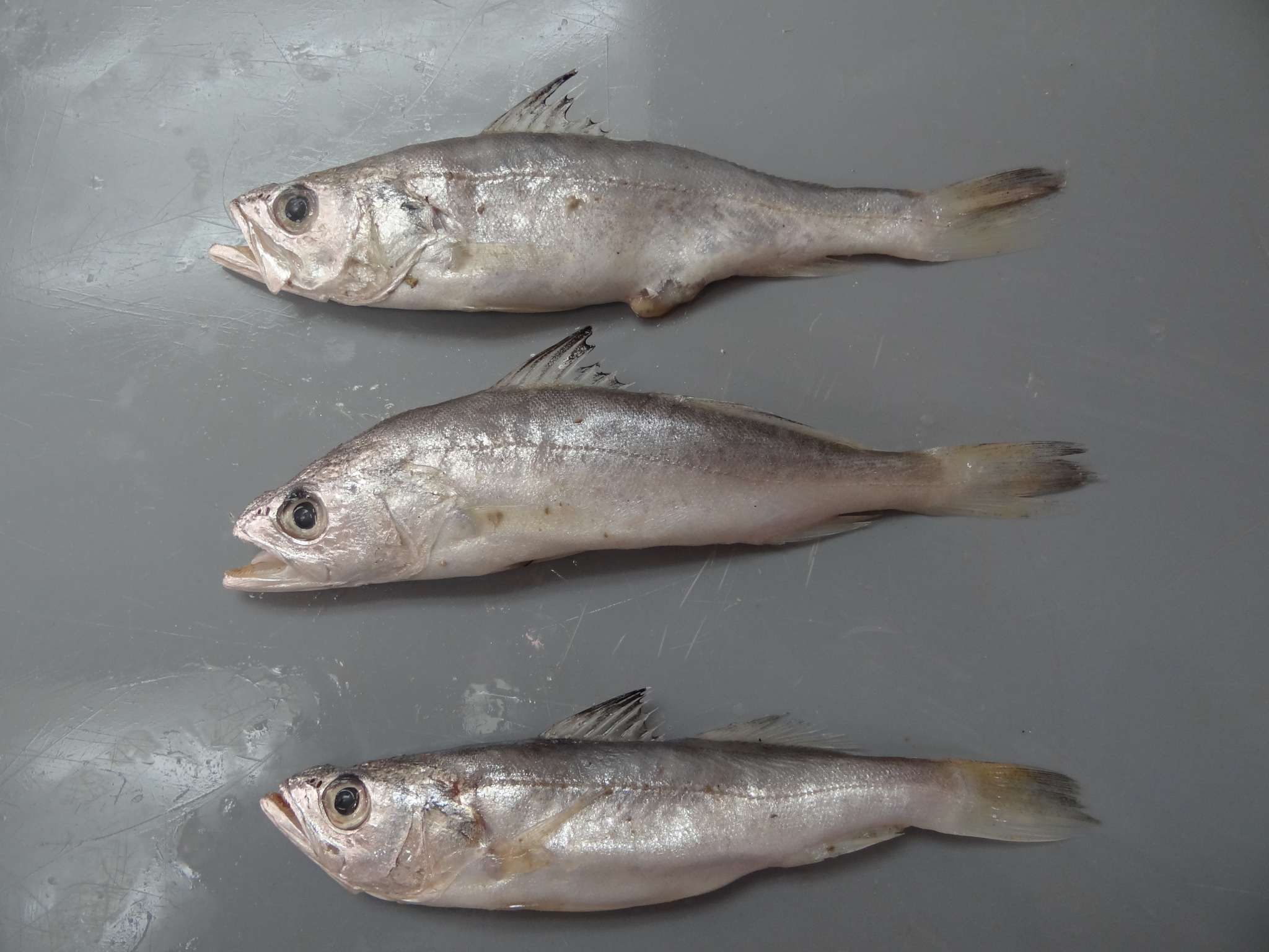 ภาพ ปลาจวด phoxocephalus (Cynoscion phoxocephalus)