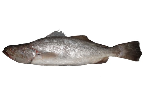 ภาพ ปลาจวด squamipinnis (Cynoscion squamipinnis)