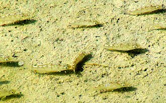 ภาพ ปลา artifrons (Cyprinodon artifrons)