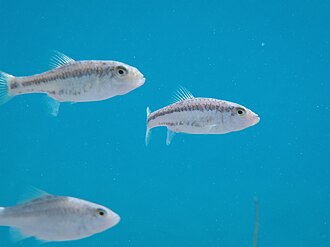 ภาพ ปลา bifasciatus (Cyprinodon bifasciatus)