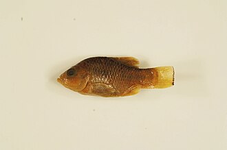 ภาพ ปลา bovinus (Cyprinodon bovinus)