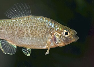 ภาพ ปลา brontotheroides (Cyprinodon brontotheroides)