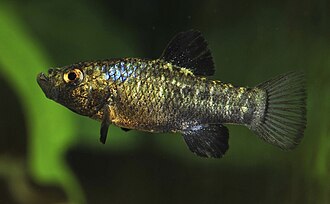 ภาพ ปลา desquamator (Cyprinodon desquamator)