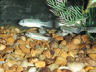 ภาพ ปลา elegans (Cyprinodon elegans)