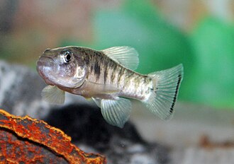 ภาพ ปลา julimes (Cyprinodon julimes)