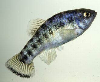 ภาพ ปลา macrolepis (Cyprinodon macrolepis)
