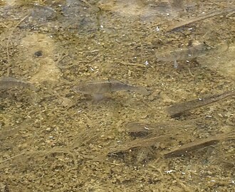 ภาพ ปลา nevadensis (Cyprinodon nevadensis)