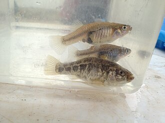 ภาพ ปลา pecosensis (Cyprinodon pecosensis)