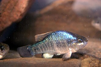 ภาพ ปลา radiosus (Cyprinodon radiosus)
