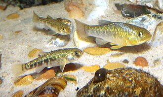 ภาพ ปลา rubrofluviatilis (Cyprinodon rubrofluviatilis)