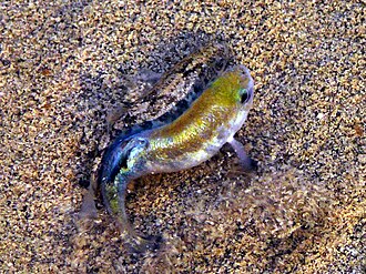 ภาพ ปลา salinus (Cyprinodon salinus)