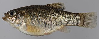 ภาพ ปลา variegatus (Cyprinodon variegatus)