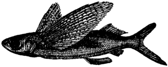 ภาพ ปลา callopterus (Cypselurus callopterus)