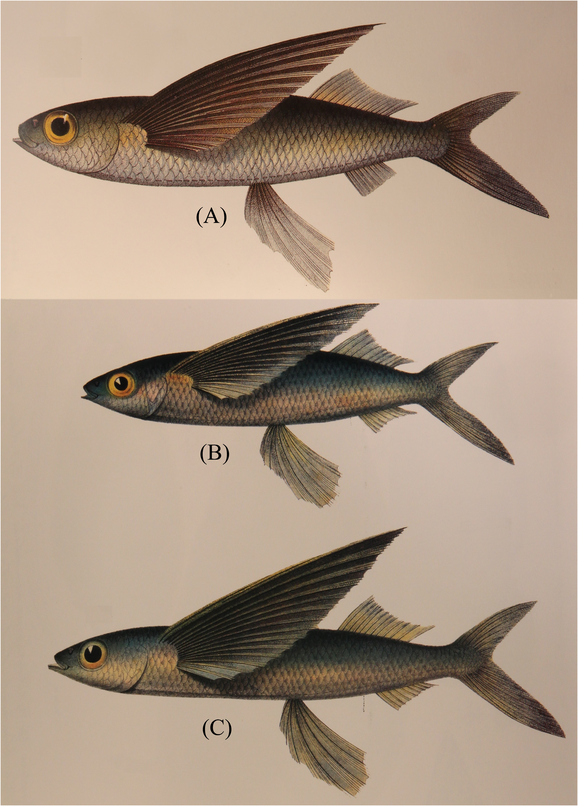 ภาพ ปลา oligolepis (Cypselurus oligolepis)