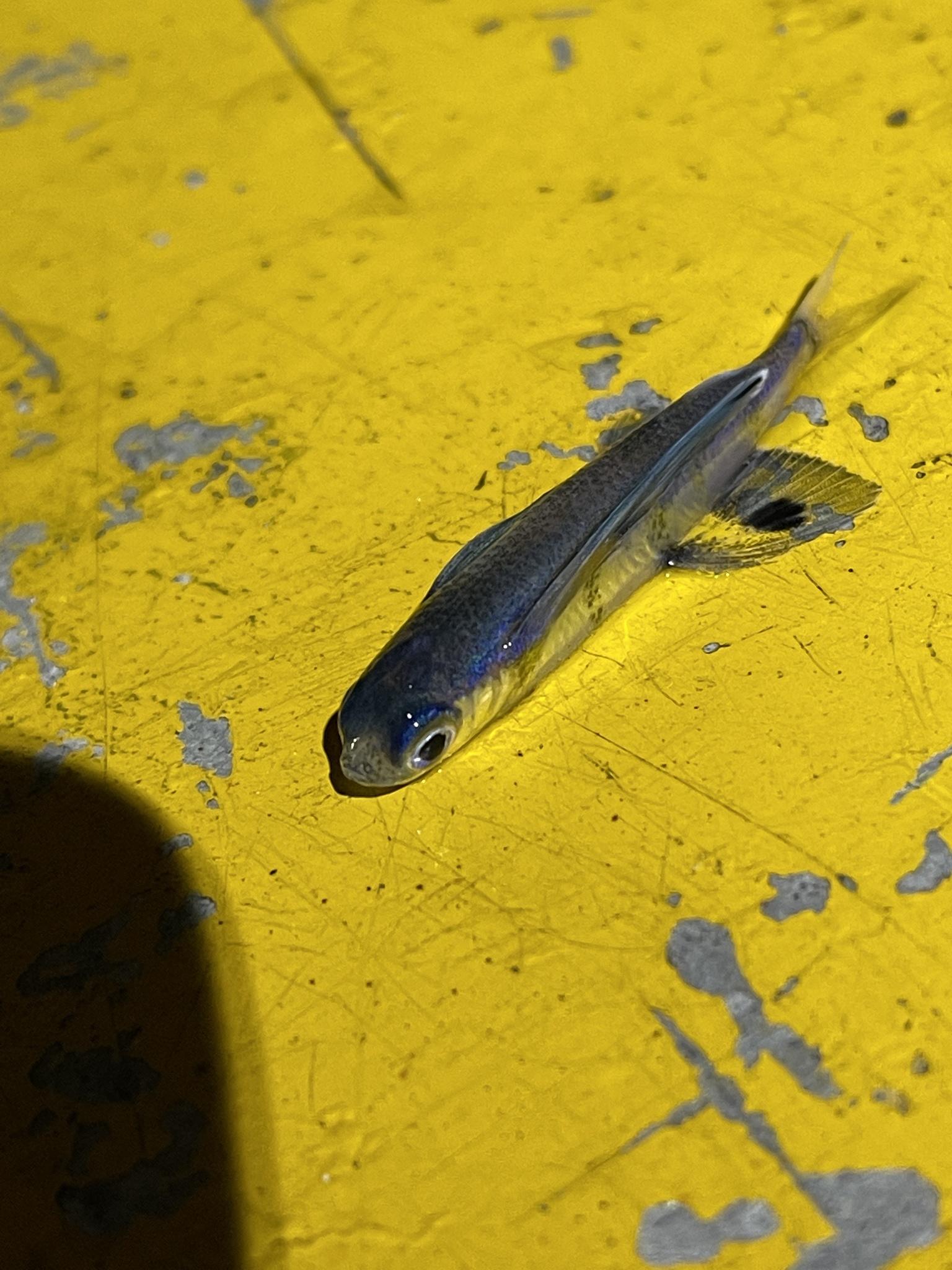 ภาพ ปลา olpar (Cypselurus olpar)