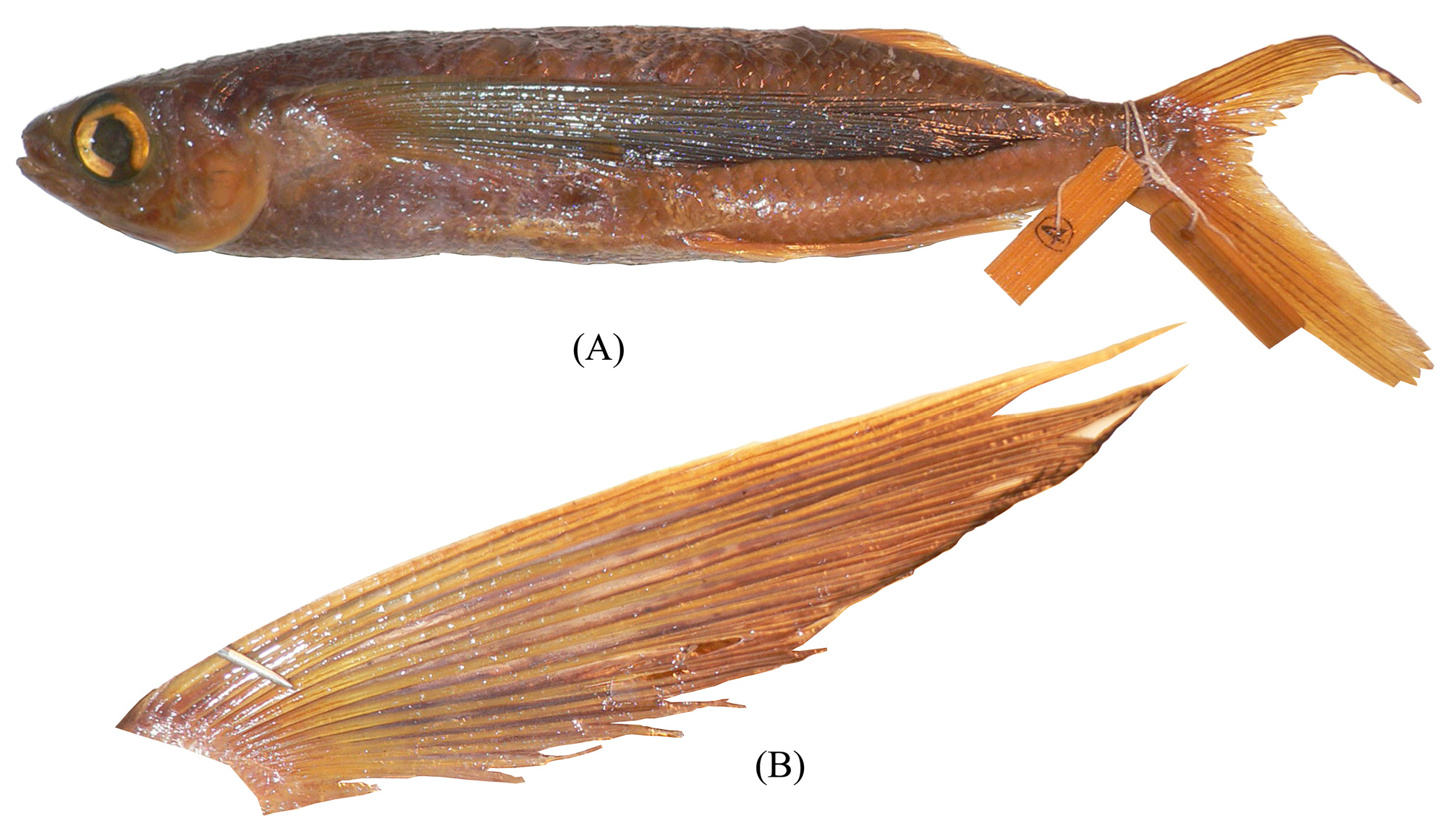 ภาพ ปลา starksi (Cypselurus starksi)