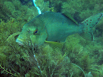 ภาพ ปลา nigricans (Dactylophora nigricans)