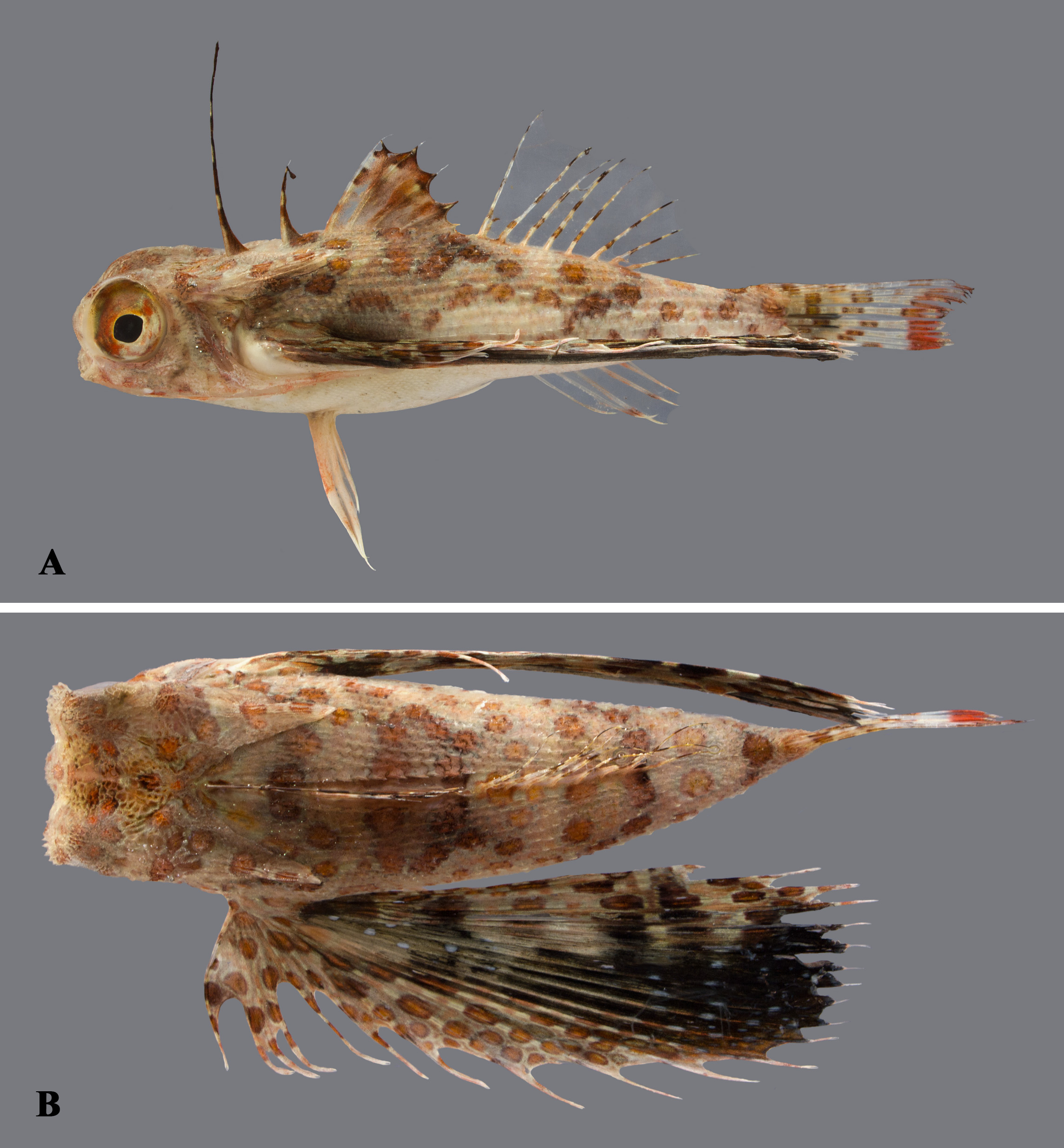 ภาพ ปลา gilberti (Dactyloptena gilberti)