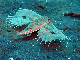 ภาพ ปลา orientalis (Dactyloptena orientalis)