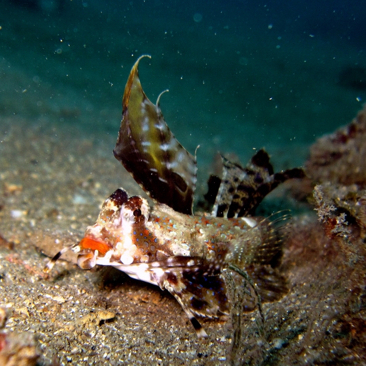 ภาพ ปลามังกรน้อยลาย (Dactylopus dactylopus)