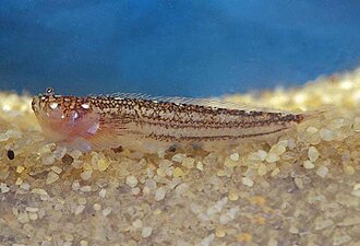 ภาพ ปลา byersi (Dactyloscopus byersi)
