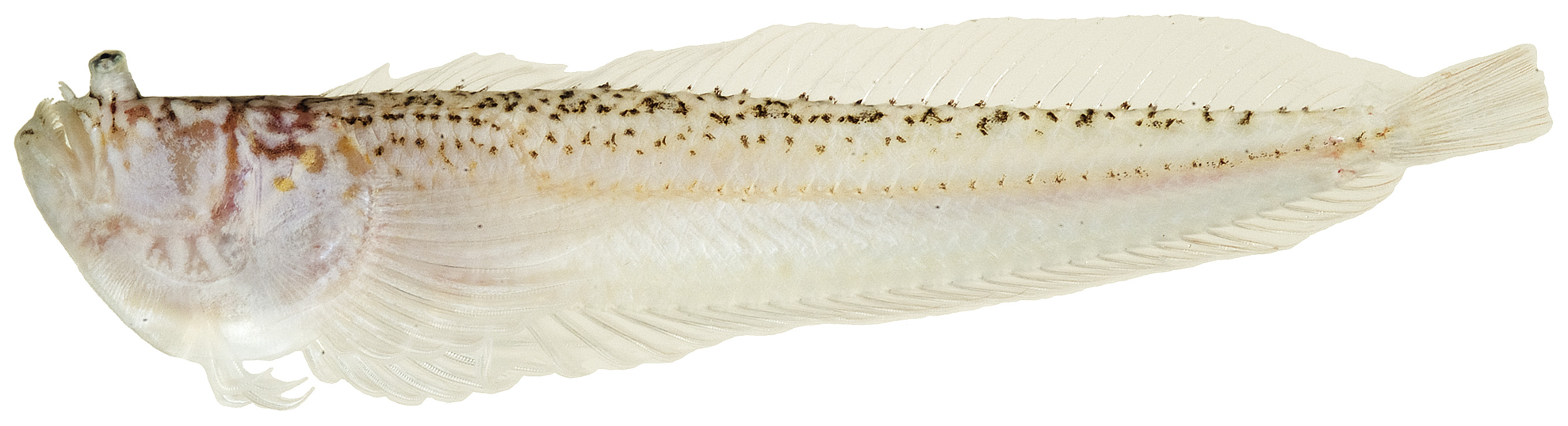 ภาพ ปลา tridigitatus (Dactyloscopus tridigitatus)