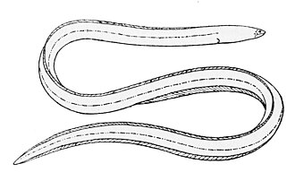 ภาพ ปลา cephalopeltis (Dalophis cephalopeltis)