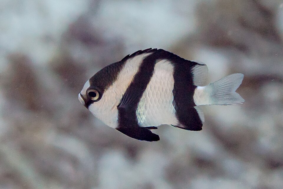 ภาพ ปลาสลิดหินอินเดีย (Dascyllus abudafur)