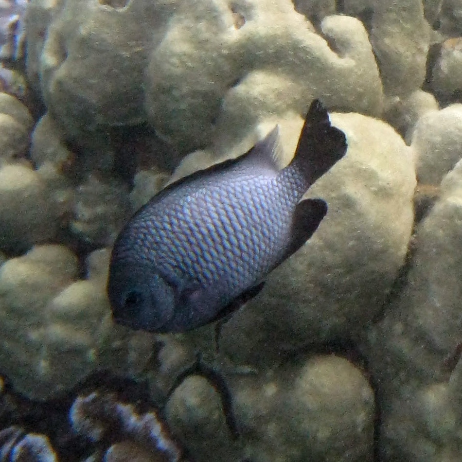 ภาพ ปลาสลิดหินฮาวาย (Dascyllus albisella)