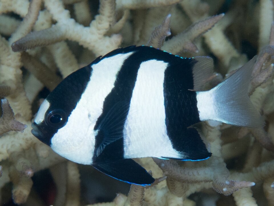 ภาพ ปลาสลิดหินบั้งขาวดำ (Dascyllus aruanus)