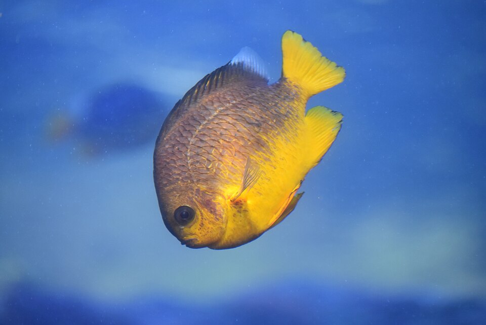 ภาพ ปลาสลิดหินทอง (Dascyllus auripinnis)