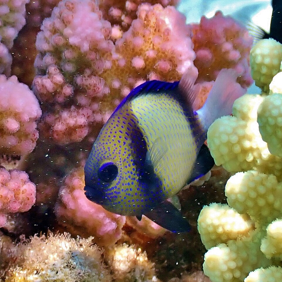 ภาพ ปลาสลิดหินคอดำ (Dascyllus carneus)