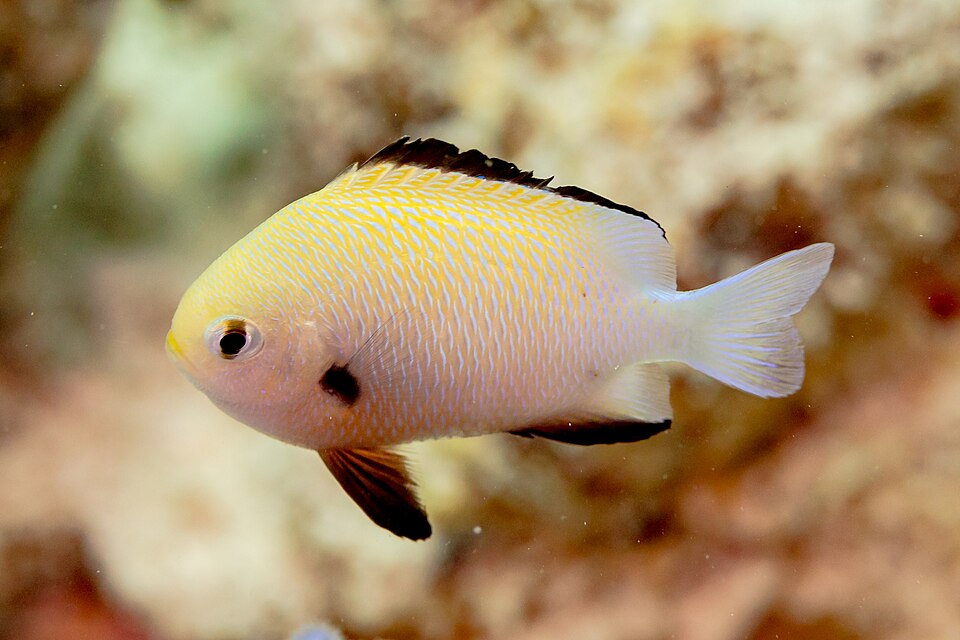 ภาพ ปลาสลิดหินหน้าสั้น (Dascyllus marginatus)