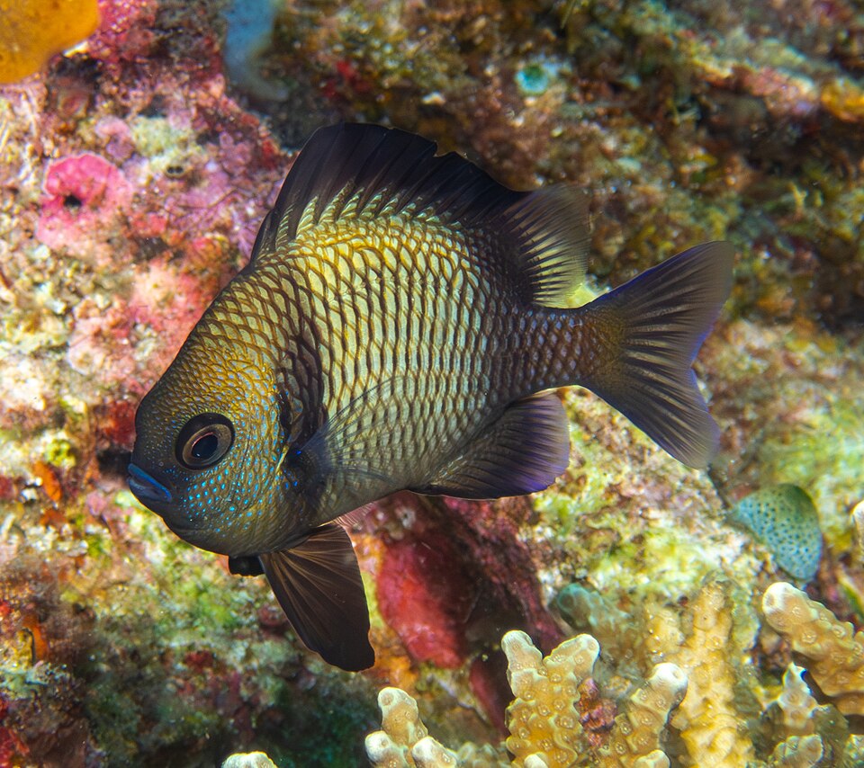 ภาพ ปลาสลิดหิน reticulatus (Dascyllus reticulatus)