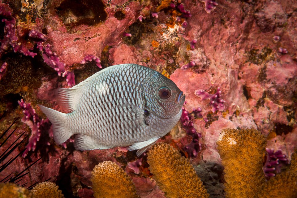 ภาพ ปลาสลิดหิน strasburgi (Dascyllus strasburgi)