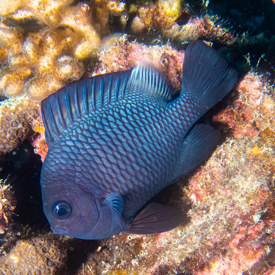 ภาพ ปลาสลิดหินสามจุด (Dascyllus trimaculatus)
