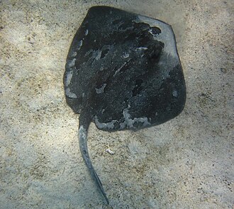 ภาพ ปลา brevis (Dasyatis brevis)