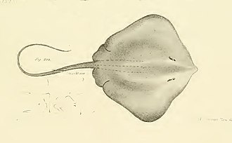 ภาพ ปลา hastata (Dasyatis hastata)