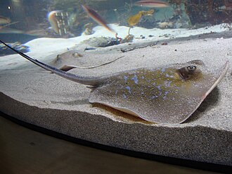 ภาพ ปลา marmorata (Dasyatis marmorata)