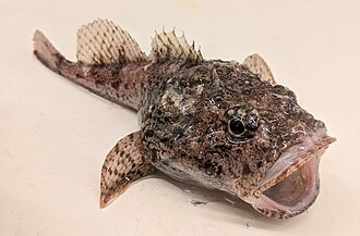 ภาพ ปลา setiger (Dasycottus setiger)