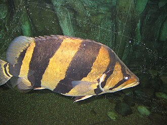 ภาพ ปลา pulcher (Datnioides pulcher)
