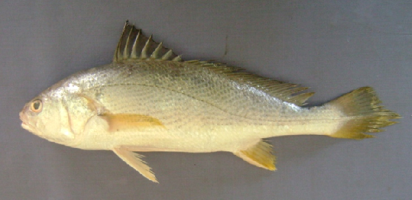 ภาพ ปลาจวด albida (Daysciaena albida)
