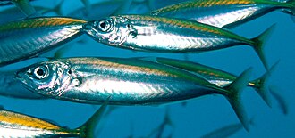 ภาพ ปลา koheru (Decapterus koheru)