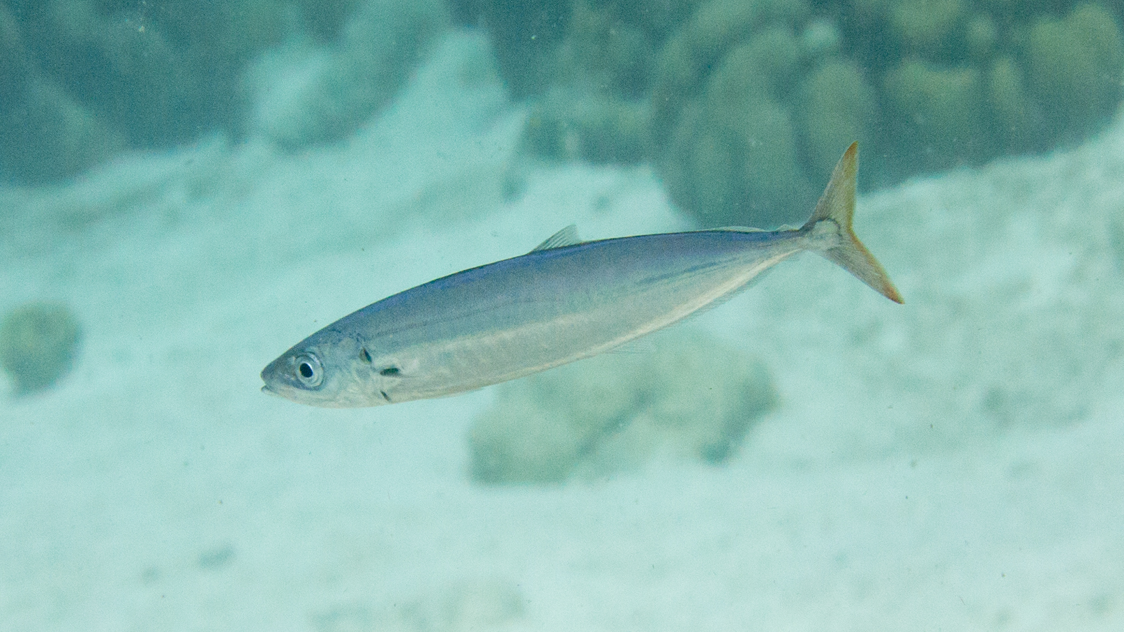 ภาพ ปลา macarellus (Decapterus macarellus)