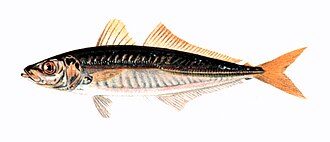 ภาพ ปลา punctatus (Decapterus punctatus)